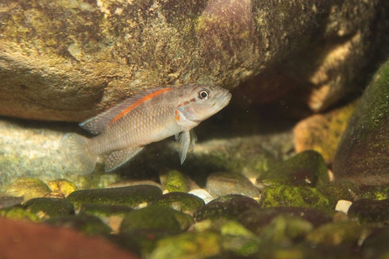 Telmatochromis salzburgeri 'Lufubu River'